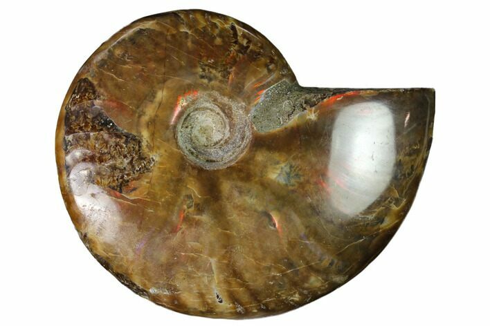 Red Flash Ammonite Fossil - Madagascar #151742